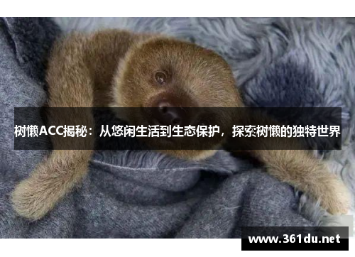 树懒ACC揭秘：从悠闲生活到生态保护，探索树懒的独特世界